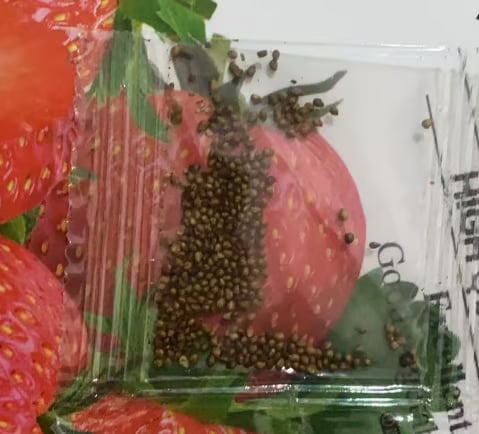 🏆70K+ SOLD!🍓Cream Strawberry Seeds -- Various shapes & Natural juices-CU