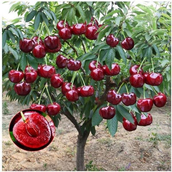 Buy 5 Get 5 FREE (500 Seeds)