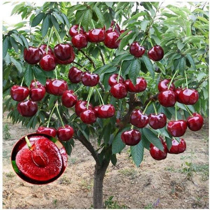 🏆75K+ SOLD! 🍒 (New Harvest) Sweet Cherry Seeds 🌿Pre-Primed for High Germination-CU