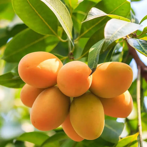 10PCS Extra-Sweet Superior Pink Mango for Plant-CU