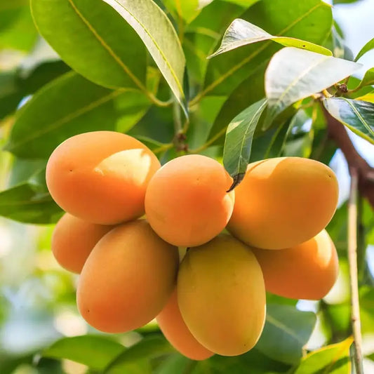 10PCS Extra-Sweet Superior Pink Mango for Plant-CU