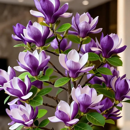 Magnolia liliiflora (Purple Orchids) Bulbs 🌸 Flowers Hide the Leaves, Fragrance Fills the Air-CU