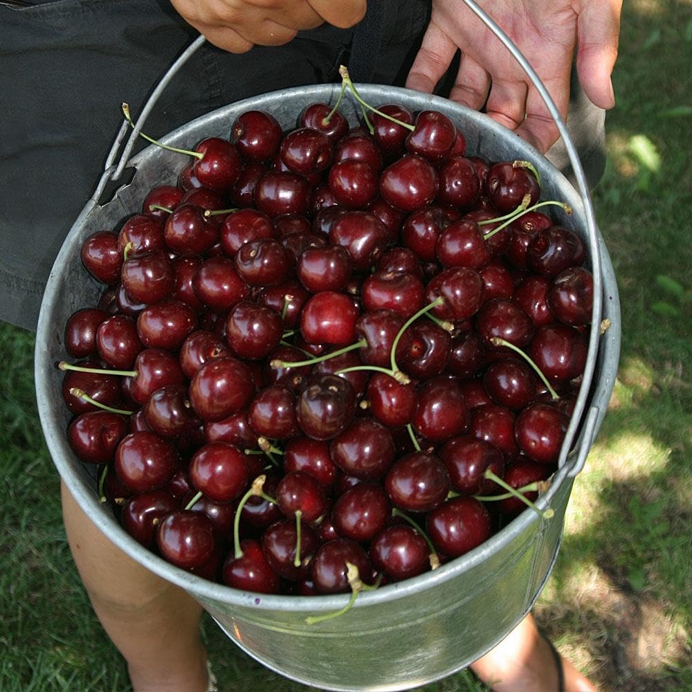🏆75K+ SOLD! 🍒 (New Harvest) Sweet Cherry Seeds 🌿Pre-Primed for High Germination-CU