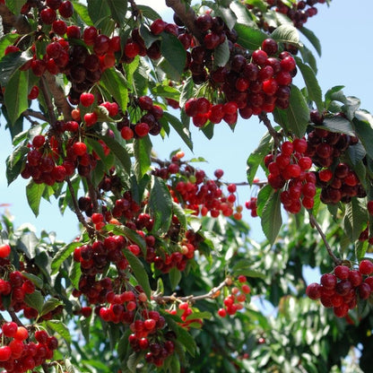 🏆75K+ SOLD! 🍒 (New Harvest) Sweet Cherry Seeds 🌿Pre-Primed for High Germination-CU