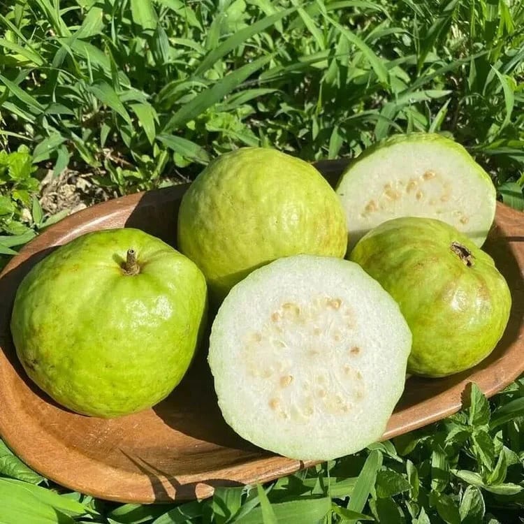🔥70K+ SOLD!🌳LIMITED 70% OFF ⏰🌱Red-fleshed Guava for Home and Garden Planting-CU