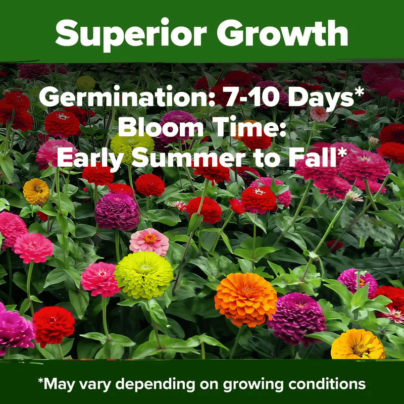 🔥Zinnia Seeds - Pure Seeds - No Filler - Heirloom Flower Seeds
