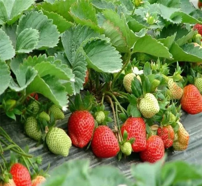 🏆70K+ SOLD!🍓Cream Strawberry Seeds -- Various shapes & Natural juices-CU