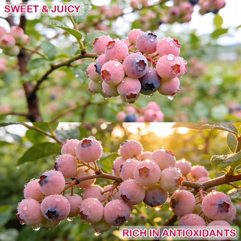🔥70K+ SOLD!💟Premium Pink Blueberry Seeds -😋A Uniquely Delightful Taste-CU