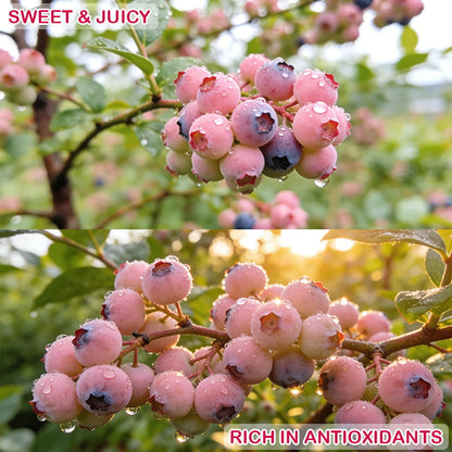 🔥70K+ SOLD!💟Premium Pink Blueberry Seeds -😋A Uniquely Delightful Taste-CU