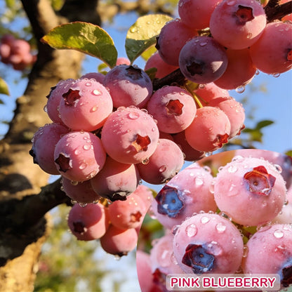 🔥70K+ SOLD!💟Premium Pink Blueberry Seeds -😋A Uniquely Delightful Taste-CU