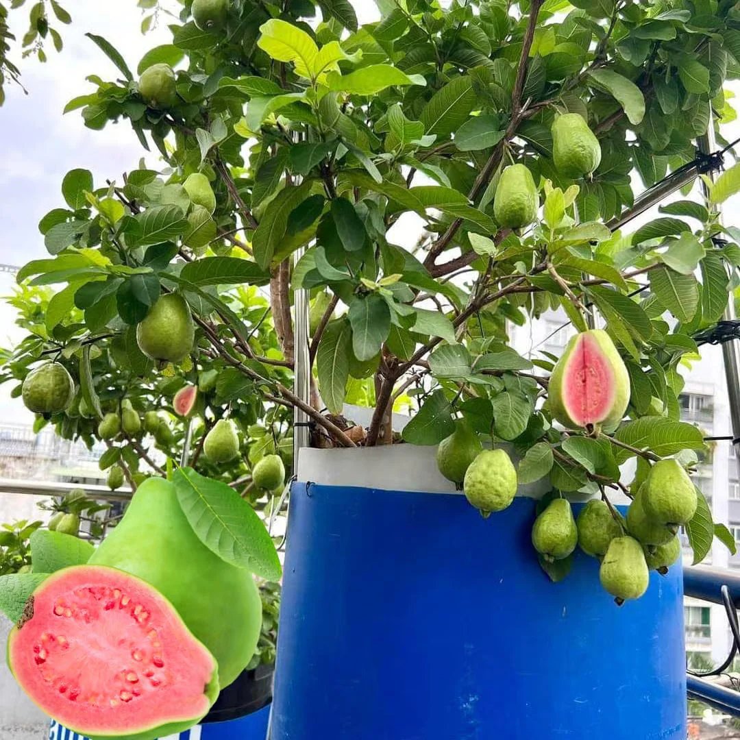 🔥70K+ SOLD!🌳LIMITED 70% OFF ⏰🌱Red-fleshed Guava for Home and Garden Planting-CU