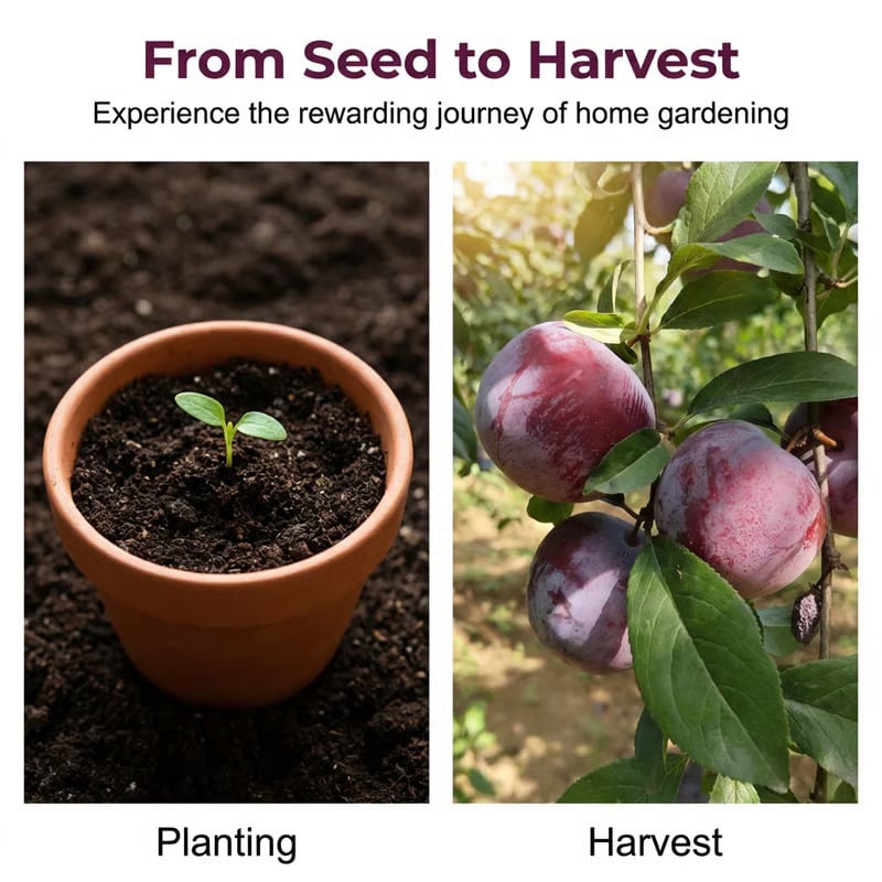 🌳LIMITED-TIME BUY 1 GET 1 FREE⏰🌰 Heirloom Non-GMO Grafted Plum Tree Live Seeds-CU