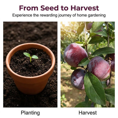 🌳LIMITED-TIME BUY 1 GET 1 FREE⏰🌰 Heirloom Non-GMO Grafted Plum Tree Live Seeds-CU