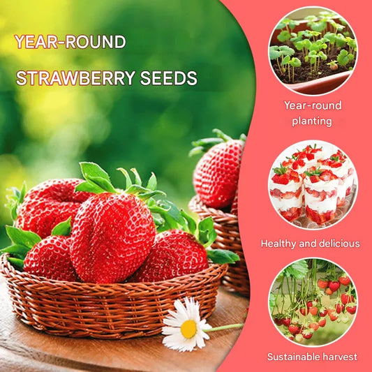 🏆70K+ SOLD!🍓Cream Strawberry Seeds -- Various shapes & Natural juices-CU