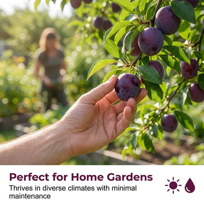 🌳LIMITED-TIME BUY 1 GET 1 FREE⏰🌰 Heirloom Non-GMO Grafted Plum Tree Live Seeds-CU