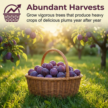 🌳LIMITED-TIME BUY 1 GET 1 FREE⏰🌰 Heirloom Non-GMO Grafted Plum Tree Live Seeds-CU
