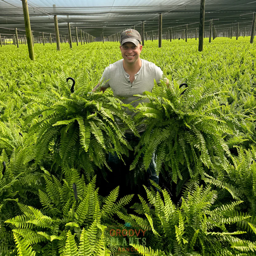 🎉Factory Direct Sales 70% Off ! - UV-Resistant Lifelike Artificial Boston Fern-CU