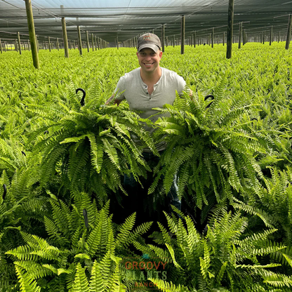 🎉Factory Direct Sales 70% Off ! - UV-Resistant Lifelike Artificial Boston Fern-CU