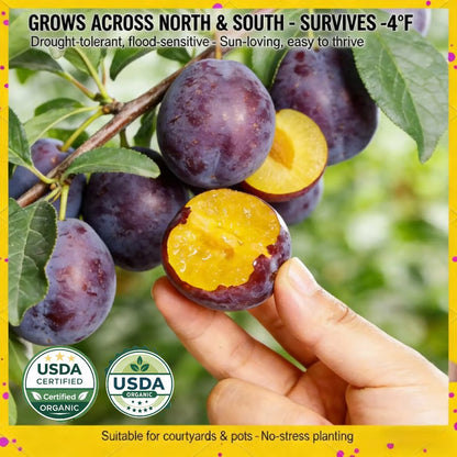 🌳LIMITED-TIME BUY 1 GET 1 FREE⏰🌰 Heirloom Non-GMO Grafted Plum Tree Live Seeds-CU