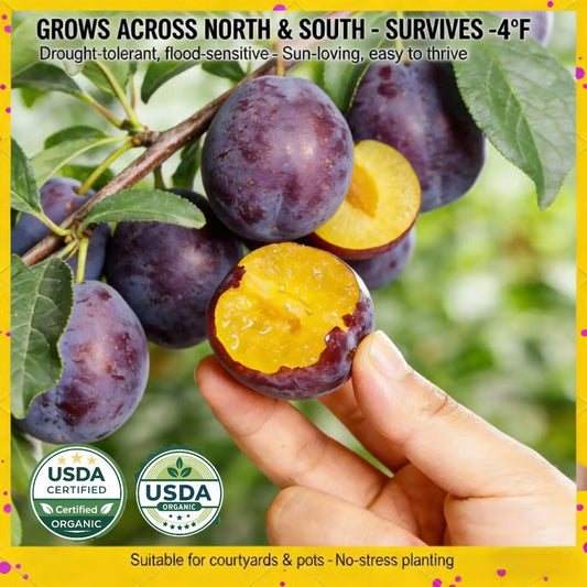 🌳LIMITED-TIME BUY 1 GET 1 FREE⏰🌰 Heirloom Non-GMO Grafted Plum Tree Live Seeds-CU