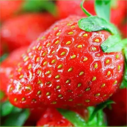 🏆70K+ SOLD!🍓Cream Strawberry Seeds -- Various shapes & Natural juices-CU