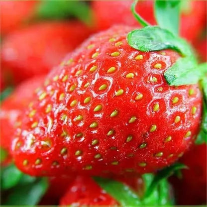 🏆70K+ SOLD!🍓Cream Strawberry Seeds -- Various shapes & Natural juices-CU