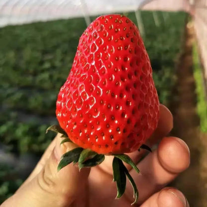 🏆70K+ SOLD!🍓Cream Strawberry Seeds -- Various shapes & Natural juices-CU