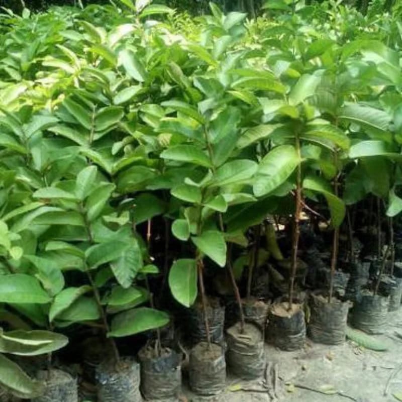 🔥70K+ SOLD!🌳LIMITED 70% OFF ⏰🌱Red-fleshed Guava for Home and Garden Planting-CU