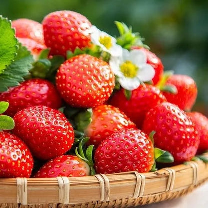 🏆70K+ SOLD!🍓Cream Strawberry Seeds -- Various shapes & Natural juices-CU