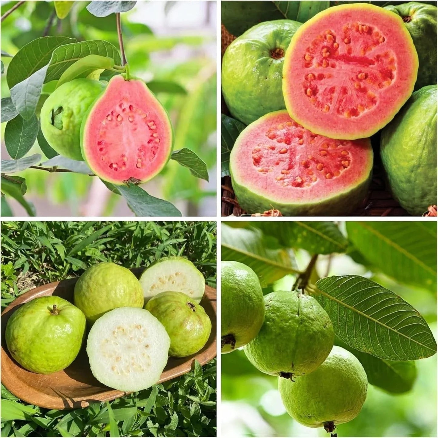 🔥70K+ SOLD!🌳LIMITED 70% OFF ⏰🌱Red-fleshed Guava for Home and Garden Planting-CU