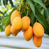 Golden Mango