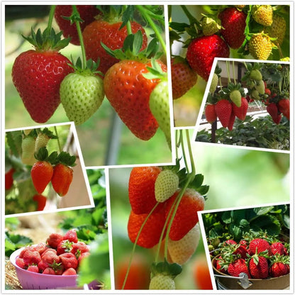 🏆70K+ SOLD!🍓Cream Strawberry Seeds -- Various shapes & Natural juices-CU