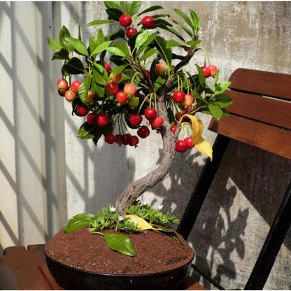 🏆75K+ SOLD! 🍒 (New Harvest) Sweet Cherry Seeds 🌿Pre-Primed for High Germination-CU