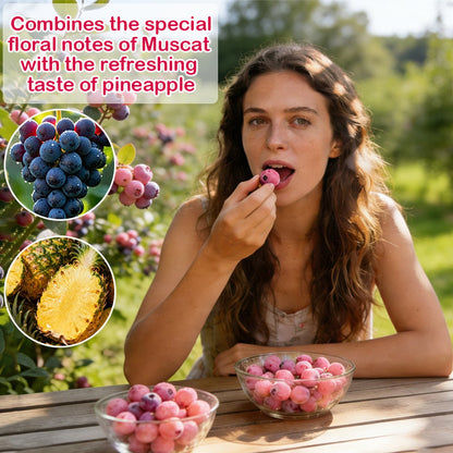 🔥70K+ SOLD!💟Premium Pink Blueberry Seeds -😋A Uniquely Delightful Taste-CU