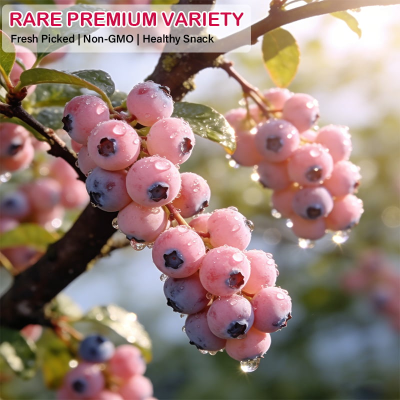 🔥70K+ SOLD!💟Premium Pink Blueberry Seeds -😋A Uniquely Delightful Taste-CU