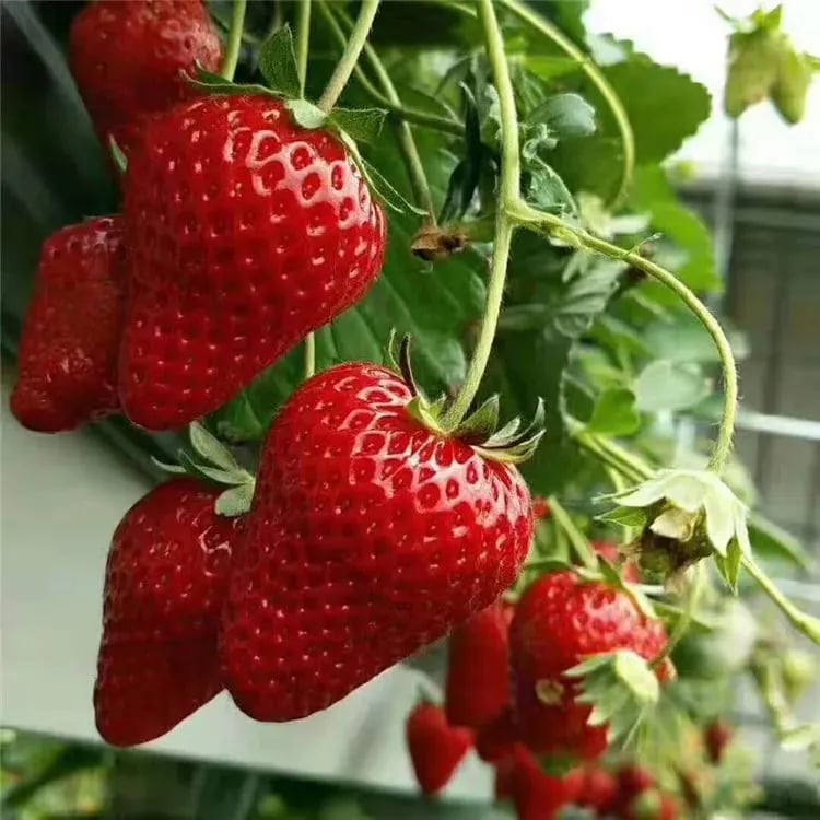 🏆70K+ SOLD!🍓Cream Strawberry Seeds -- Various shapes & Natural juices-CU