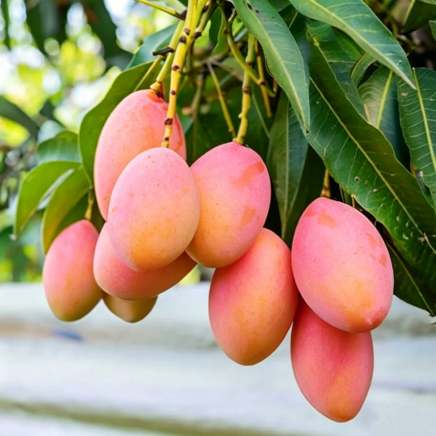 10PCS Extra-Sweet Superior Pink Mango for Plant-CU