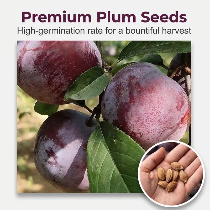 🌳LIMITED-TIME BUY 1 GET 1 FREE⏰🌰 Heirloom Non-GMO Grafted Plum Tree Live Seeds-CU
