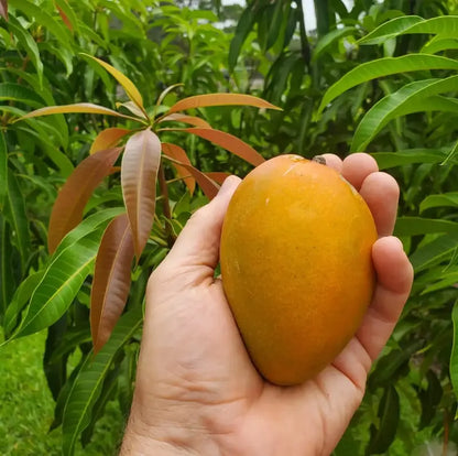 10PCS Extra-Sweet Superior Pink Mango for Plant-CU