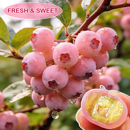 🔥70K+ SOLD!💟Premium Pink Blueberry Seeds -😋A Uniquely Delightful Taste-CU