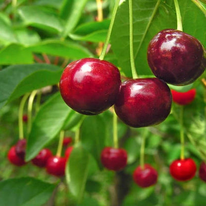 🏆75K+ SOLD! 🍒 (New Harvest) Sweet Cherry Seeds 🌿Pre-Primed for High Germination-CU