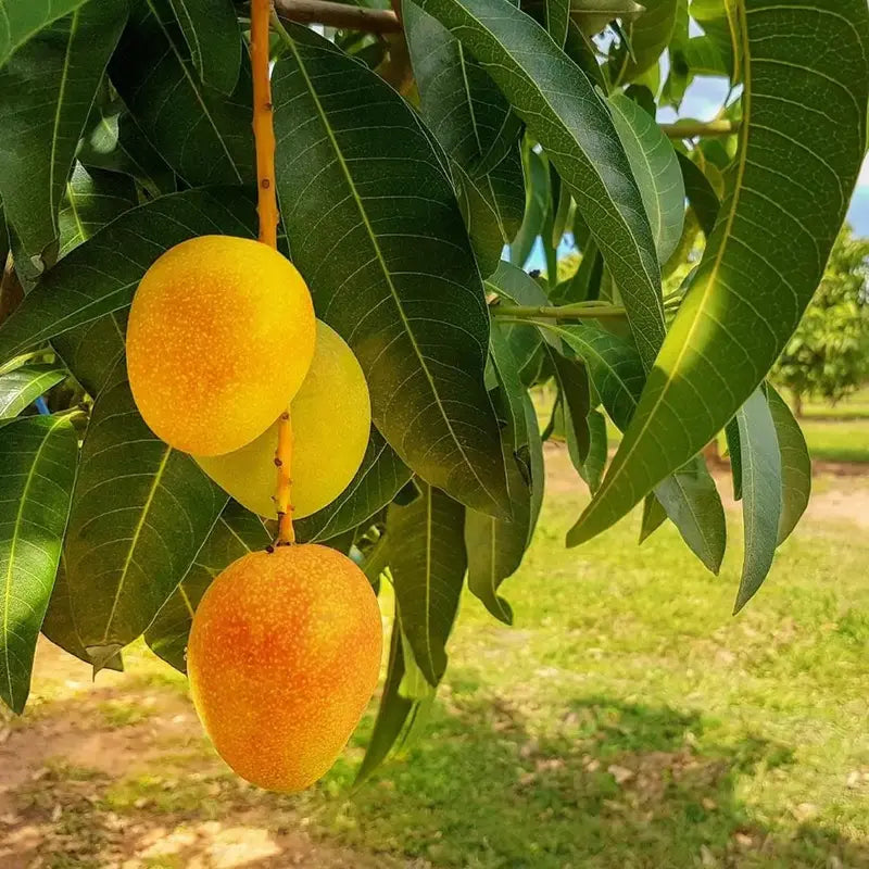 10PCS Extra-Sweet Superior Pink Mango for Plant-CU