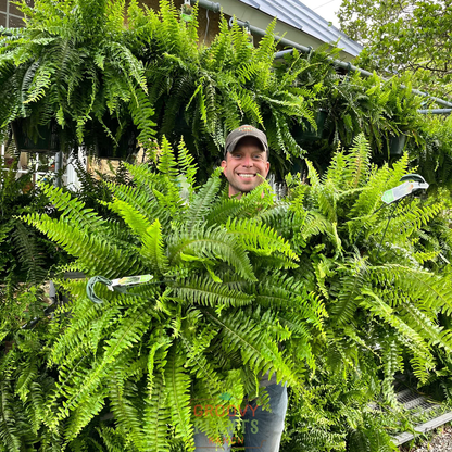 🎉Factory Direct Sales 70% Off ! - UV-Resistant Lifelike Artificial Boston Fern-CU