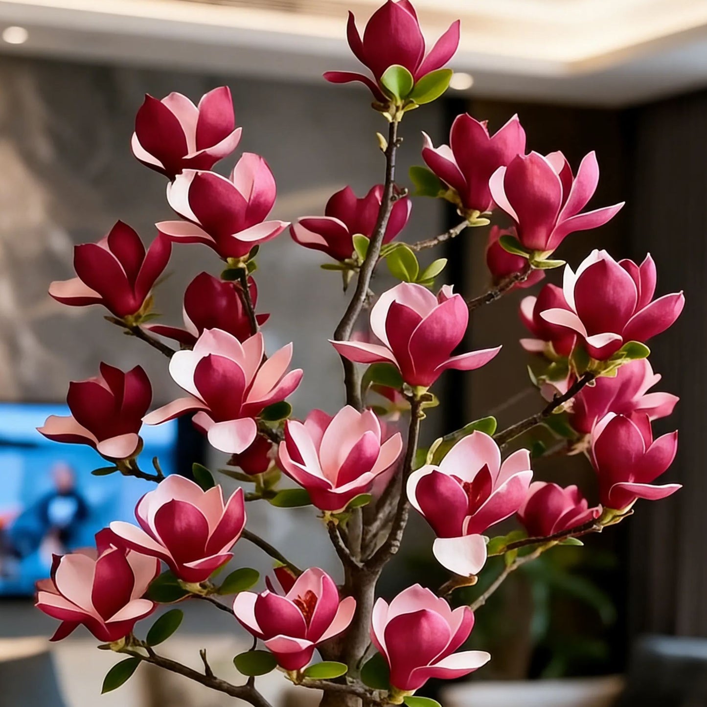 Magnolia liliiflora (Purple Orchids) Bulbs 🌸 Flowers Hide the Leaves, Fragrance Fills the Air-CU