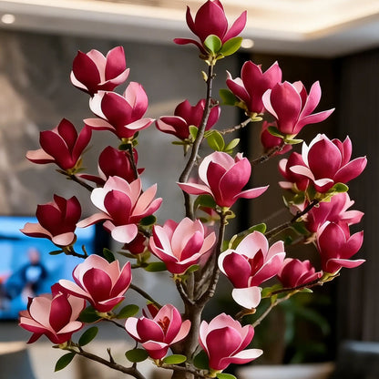 Magnolia liliiflora (Purple Orchids) Bulbs 🌸 Flowers Hide the Leaves, Fragrance Fills the Air-CU