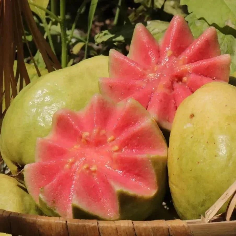 🔥70K+ SOLD!🌳LIMITED 70% OFF ⏰🌱Red-fleshed Guava for Home and Garden Planting-CU