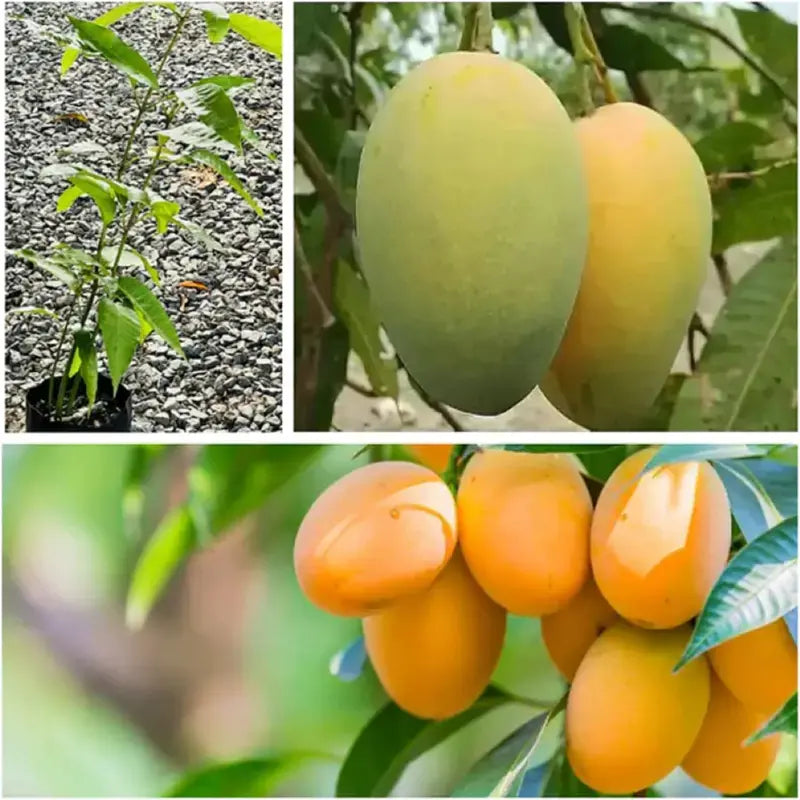 10PCS Extra-Sweet Superior Pink Mango for Plant-CU