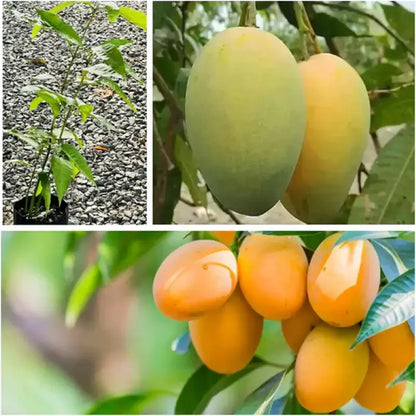 10PCS Extra-Sweet Superior Pink Mango for Plant-CU
