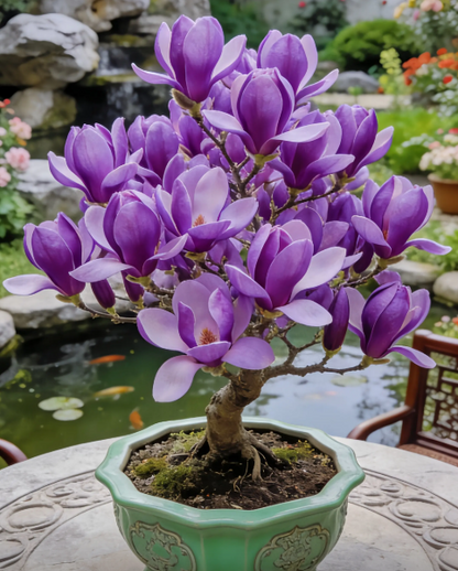 Magnolia liliiflora (Purple Orchids) Bulbs 🌸 Flowers Hide the Leaves, Fragrance Fills the Air-CU