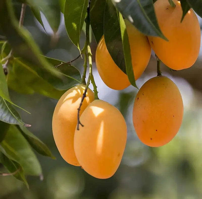 10PCS Extra-Sweet Superior Pink Mango for Plant-CU